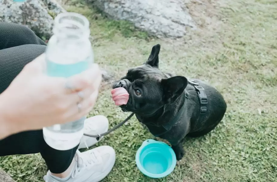 Everpetz & Organnact: uma parceria que transforma cuidado em oportunidade