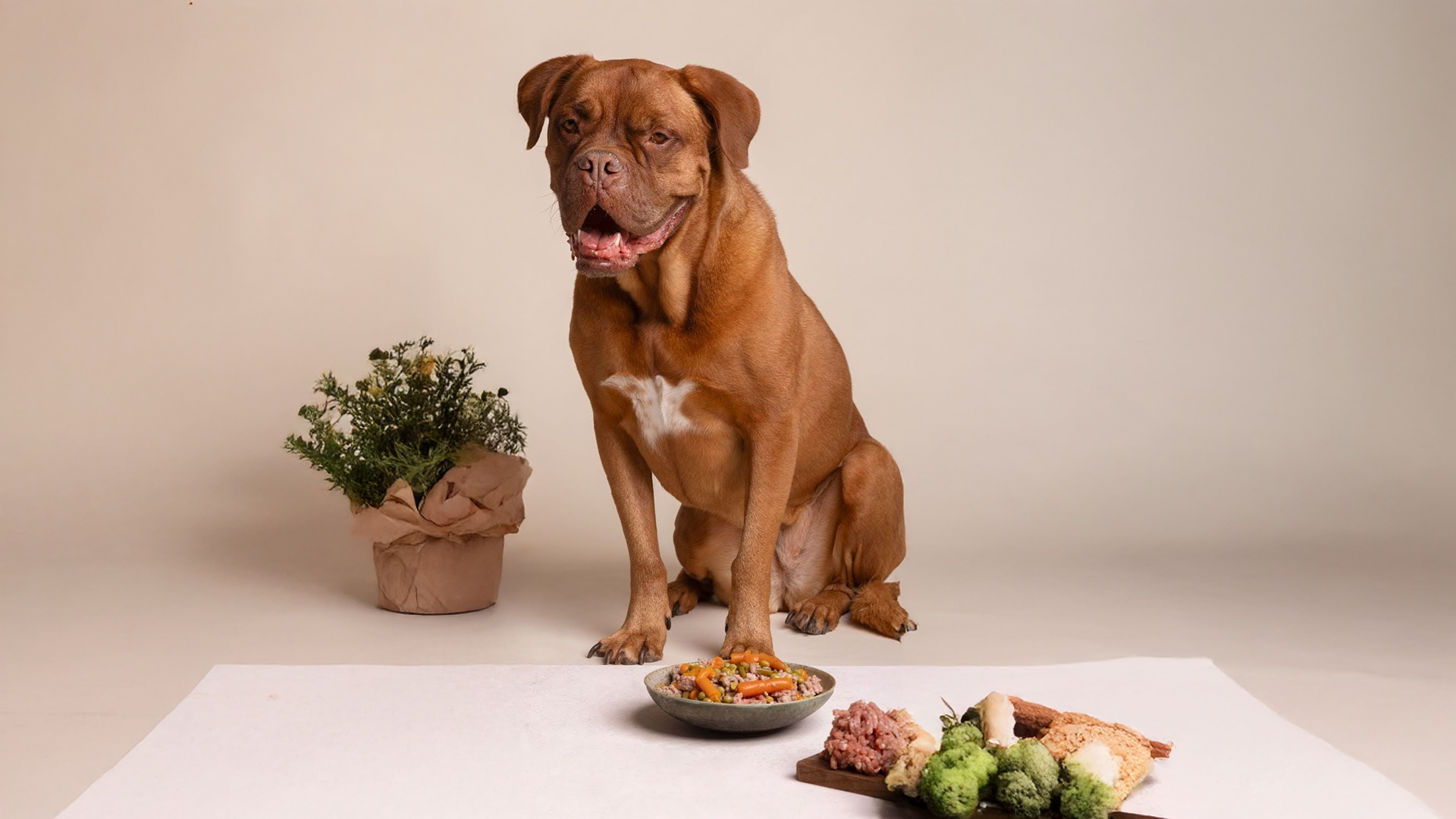 Dá para misturar ração seca com alimento natural para cachorro e gato?